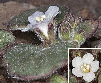 Phacelia neglecta