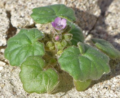 Phacelia pachyphylla