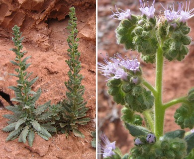 Phacelia palmeri