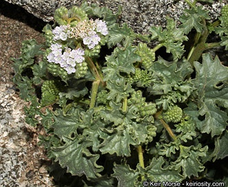 Phacelia pedicellata