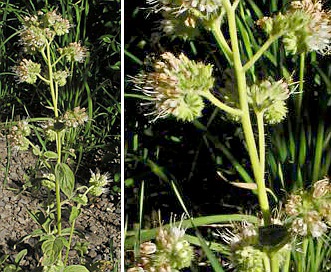 Phacelia procera