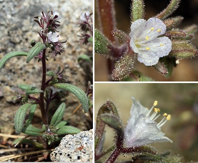 Phacelia racemosa