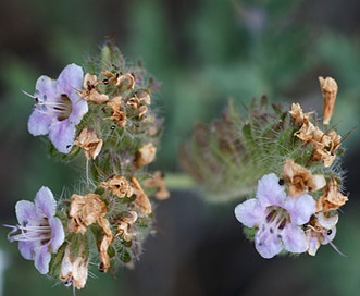 Phacelia ramosissima