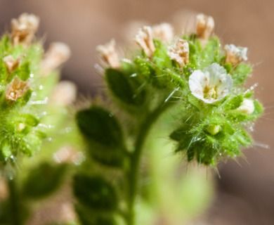 Phacelia rattanii