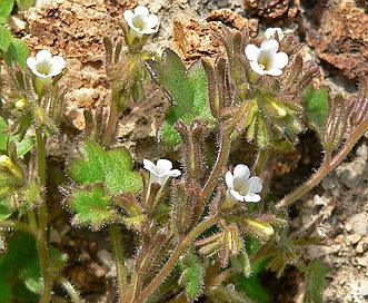 Phacelia rotundifolia