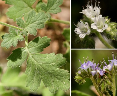 Phacelia rupestris