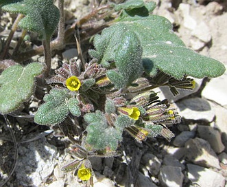 Phacelia scopulina