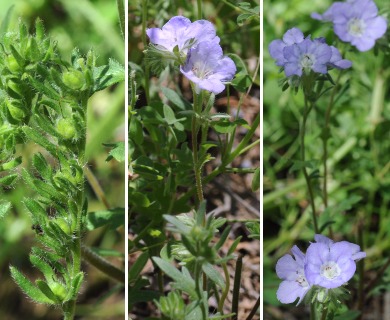 Phacelia strictiflora