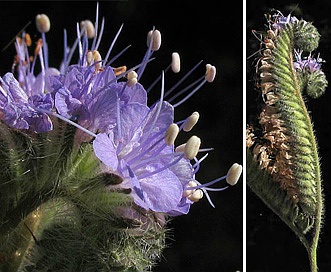 Phacelia tanacetifolia