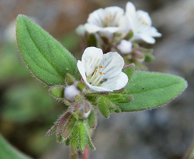 Phacelia verna