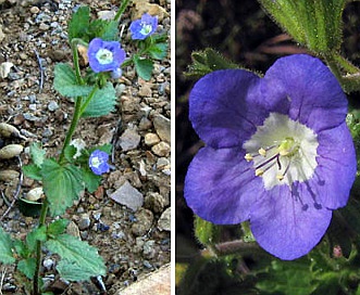 Phacelia viscida