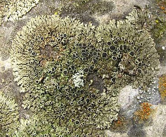 Phaeophyscia ciliata