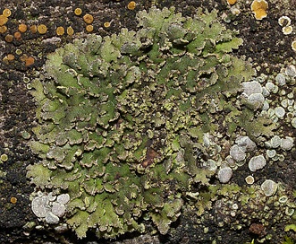 Phaeophyscia hirsuta