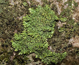 Phaeophyscia orbicularis