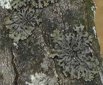 Phaeophyscia pusilloides