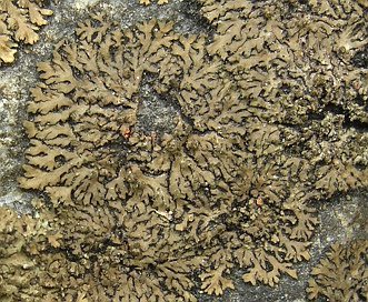 Phaeophyscia rubropulchra