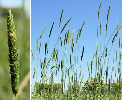 Phalaris angusta