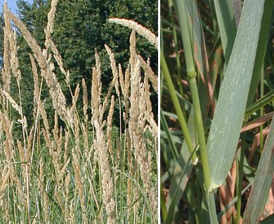 Phalaris arundinacea