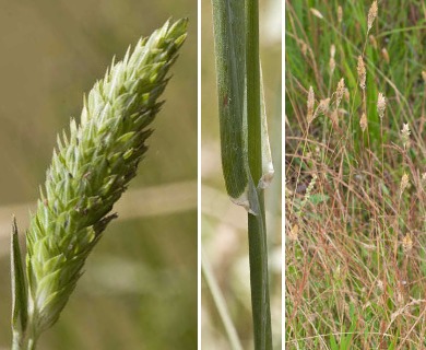 Phalaris caroliniana