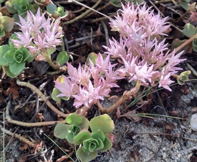 Phedimus spurius