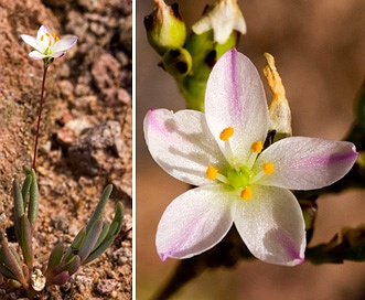 Phemeranthus parviflorus