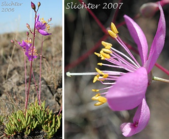 Phemeranthus spinescens