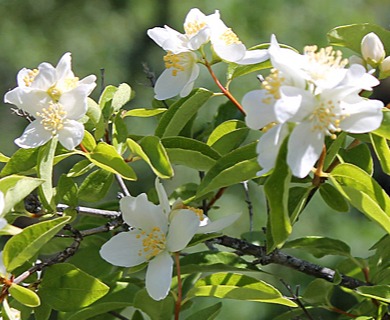 Philadelphus lewisii