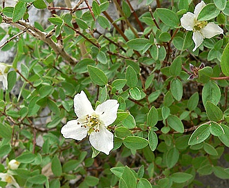 Philadelphus microphyllus