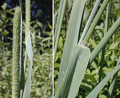 Phleum pratense