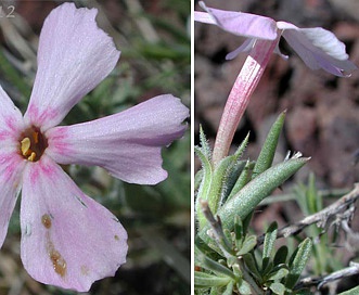 Phlox aculeata