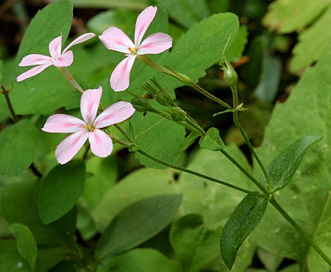 Phlox adsurgens