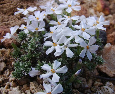 Phlox albomarginata