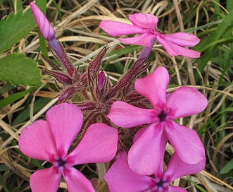 Phlox amoena