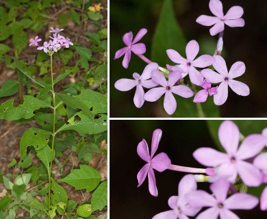 Phlox amplifolia