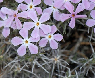 Phlox austromontana