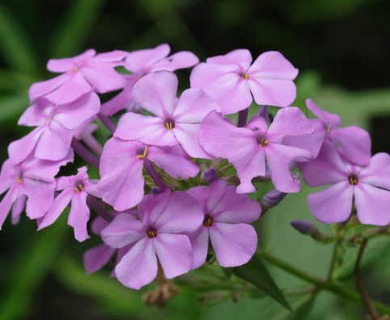 Phlox carolina