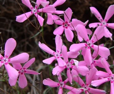 Phlox colubrina