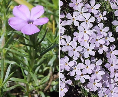 Phlox diffusa