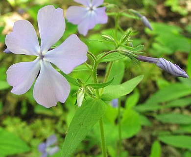 Phlox divaricata