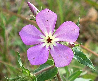 Phlox drummondii