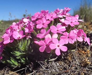 Phlox hirsuta