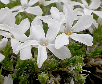 Phlox hoodii