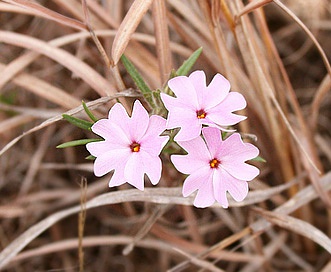 Phlox oklahomensis