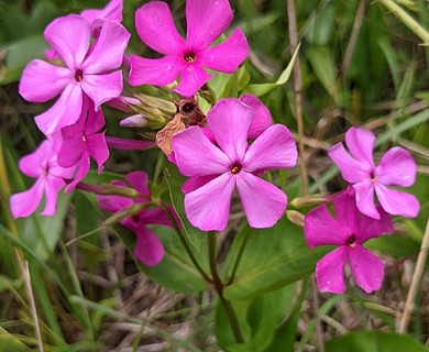 Phlox ovata