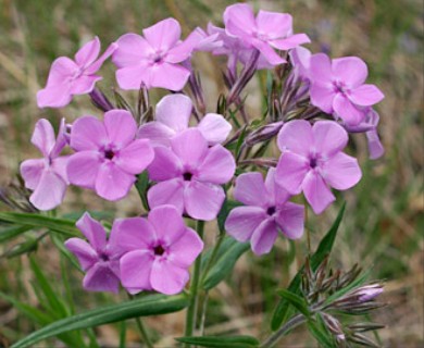 Phlox pilosa