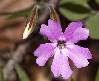 Phlox speciosa