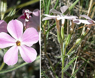 Phlox stansburyi