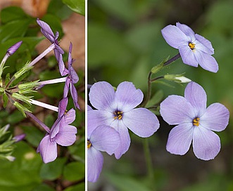 Phlox stolonifera