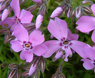 Phlox subulata