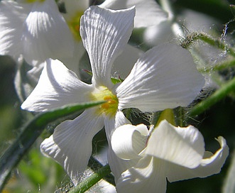 Phlox tenuifolia